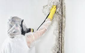 Reliable California, MO Mold Removal & Remediation Solutions